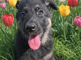 German Shepherd dogs One gorgeous KC reg GSD female left! - Advert 9