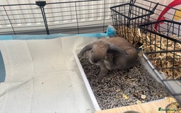 Mini Lop rabbits for sale: Adorable Mini Lop Bunny (vaccinated) - Image 6