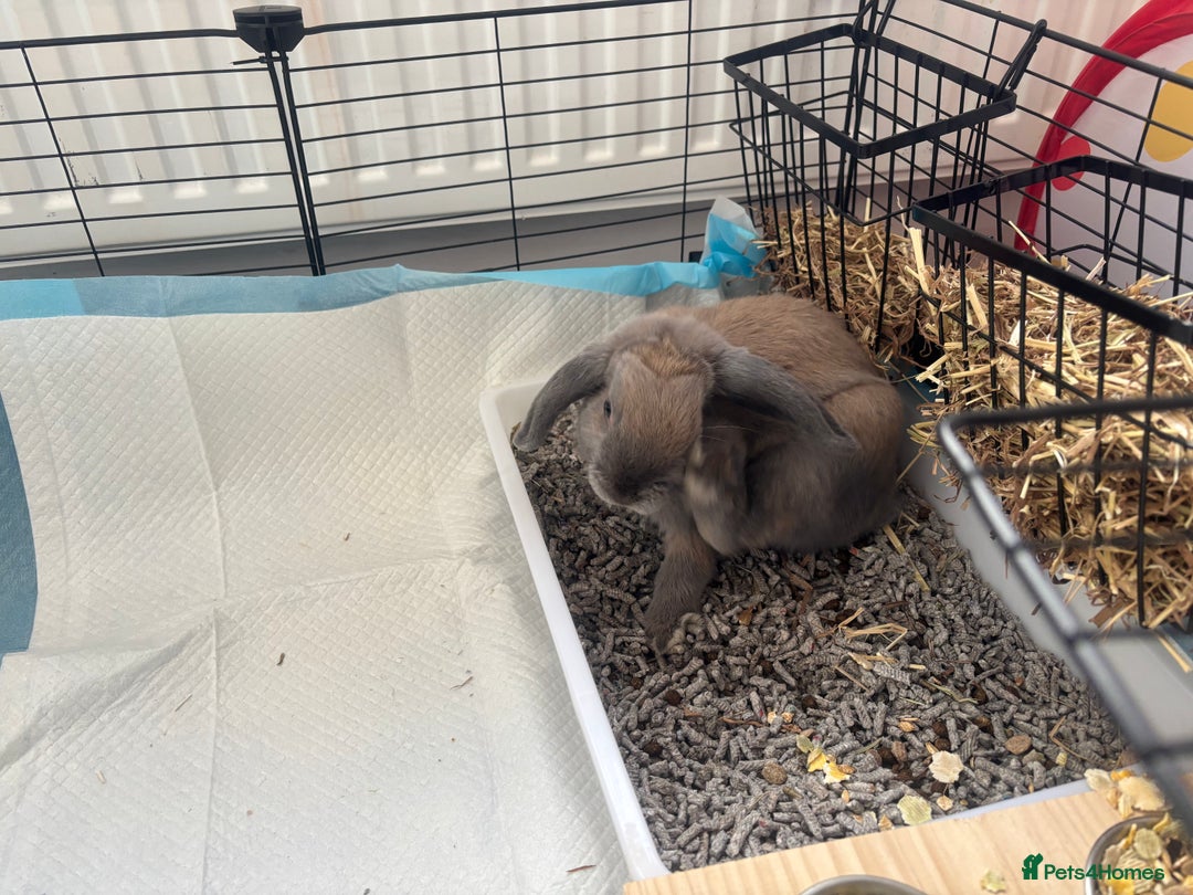 Mini Lop rabbits for sale: Adorable Mini Lop Bunny (vaccinated) - Image 6