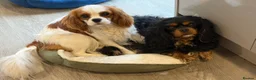 Cavalier King Charles Spaniel dogs for stud: Proven KC Health tested dog for Stud.  - Advert 8