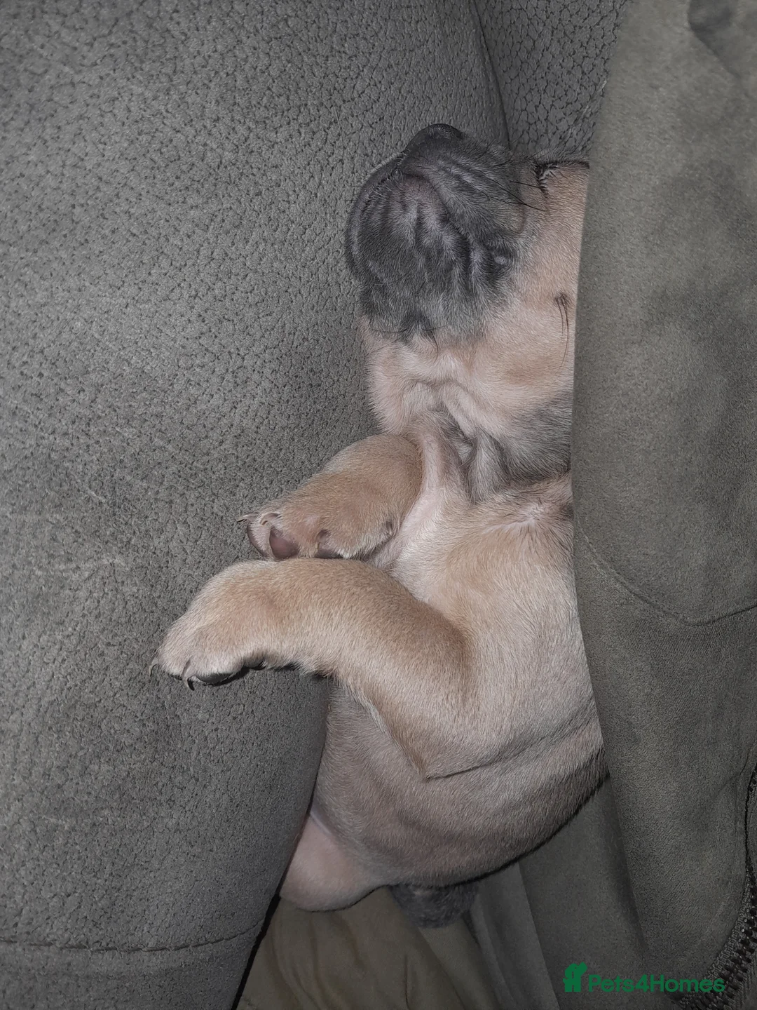 Mixed Breed dogs for sale: French bulldog x - Advert 15