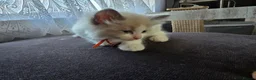 Ragdoll cats for sale: ​ Exceptional Ragdoll Kittens – Stunning Bicolor - Advert 15