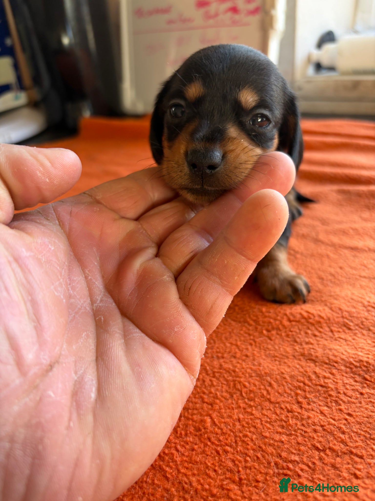 Miniature Dachshund dogs Miniature dachshund Black and Tan girls remain - Advert 13