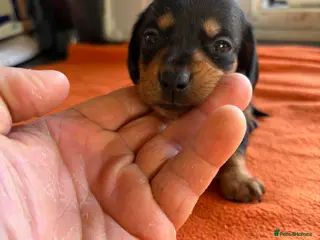 Miniature Dachshund dogs Miniature dachshund Black and Tan girls remain - Advert 13