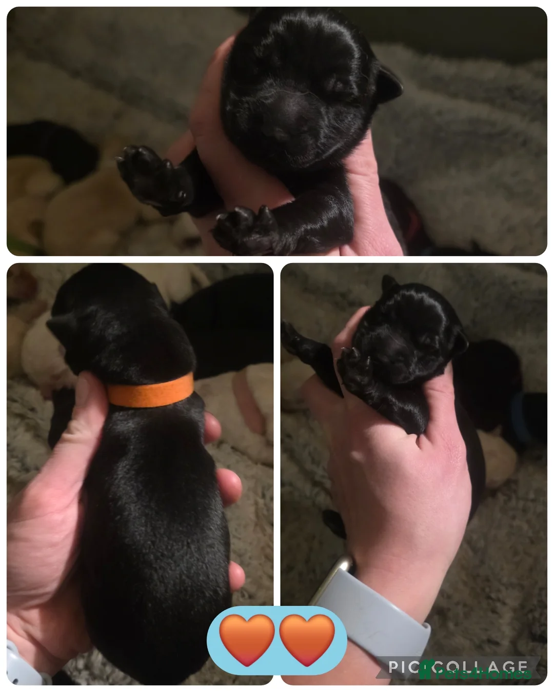 Mixed Breed dogs for sale: Shepador... German Shepherd x Labrador Puppies 🐶  - Advert 10