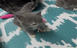 Maine Coon cats for sale: Mainecoon  - Image 3