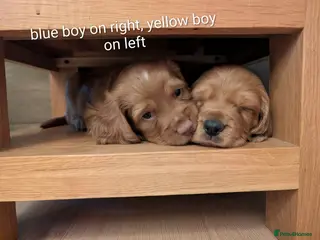 Cocker Spaniel dogs 2 remaining adorable pedigree Cocker Spaniel pups - Advert 15