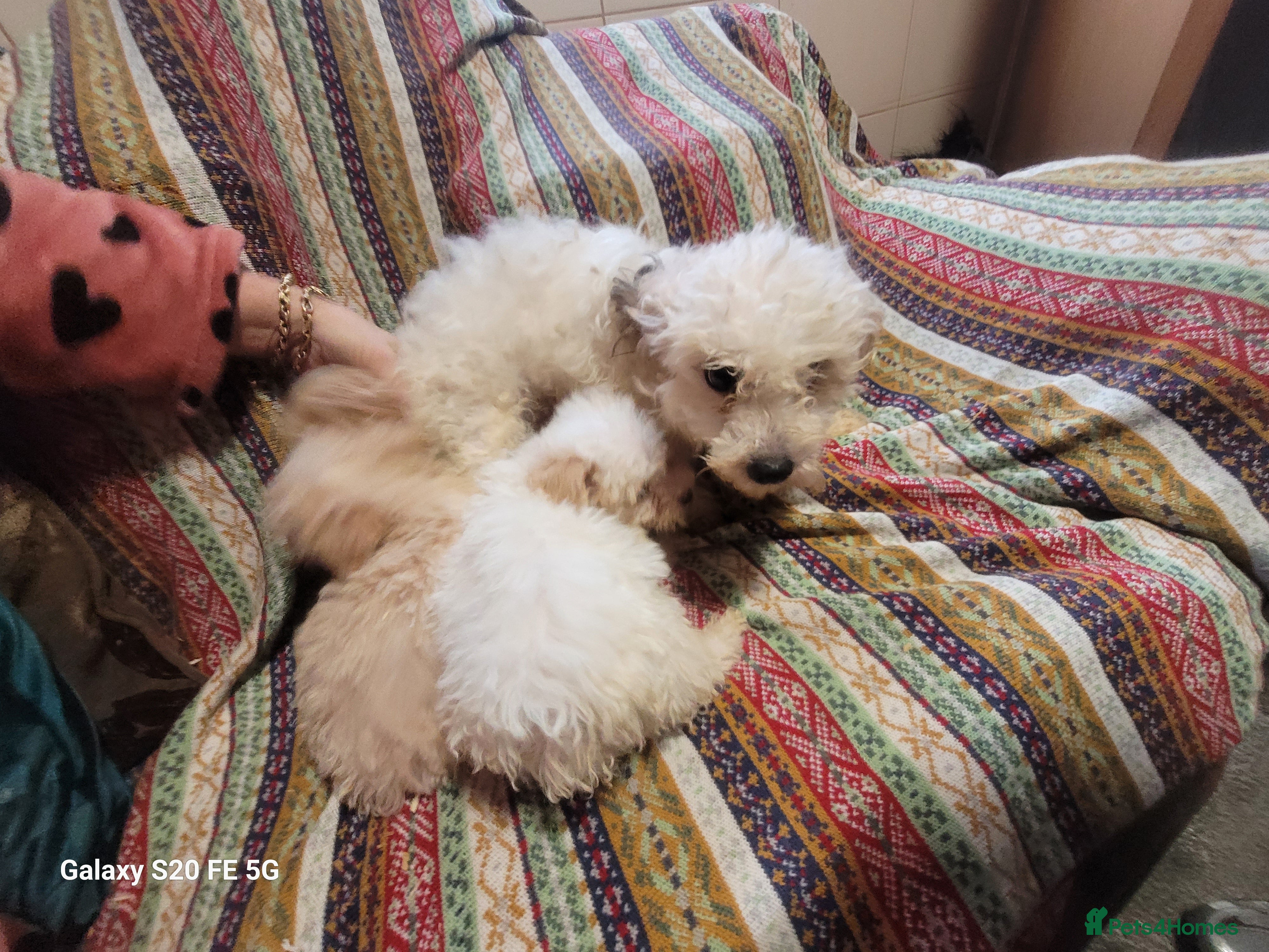 Miniature Poodle dogs Miniture poodle pups  - Advert 1