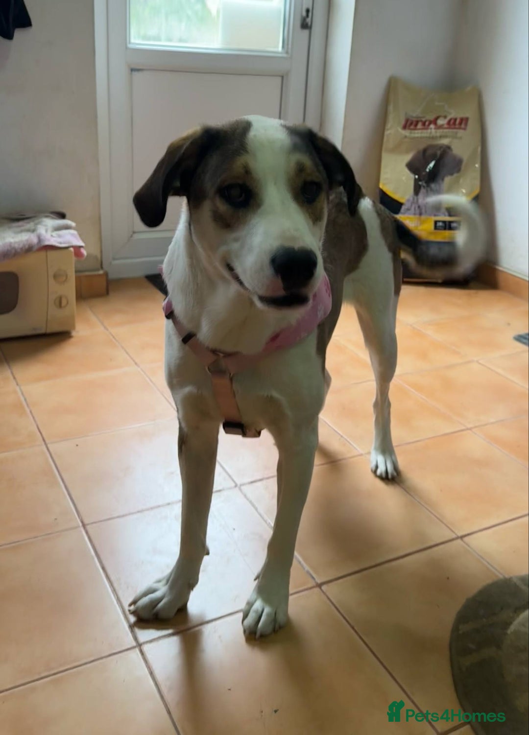 Mixed Breed dogs for adoption: MAYA – TWO YEARS WAITING FOR SOMEONE TO CARE - Image 11