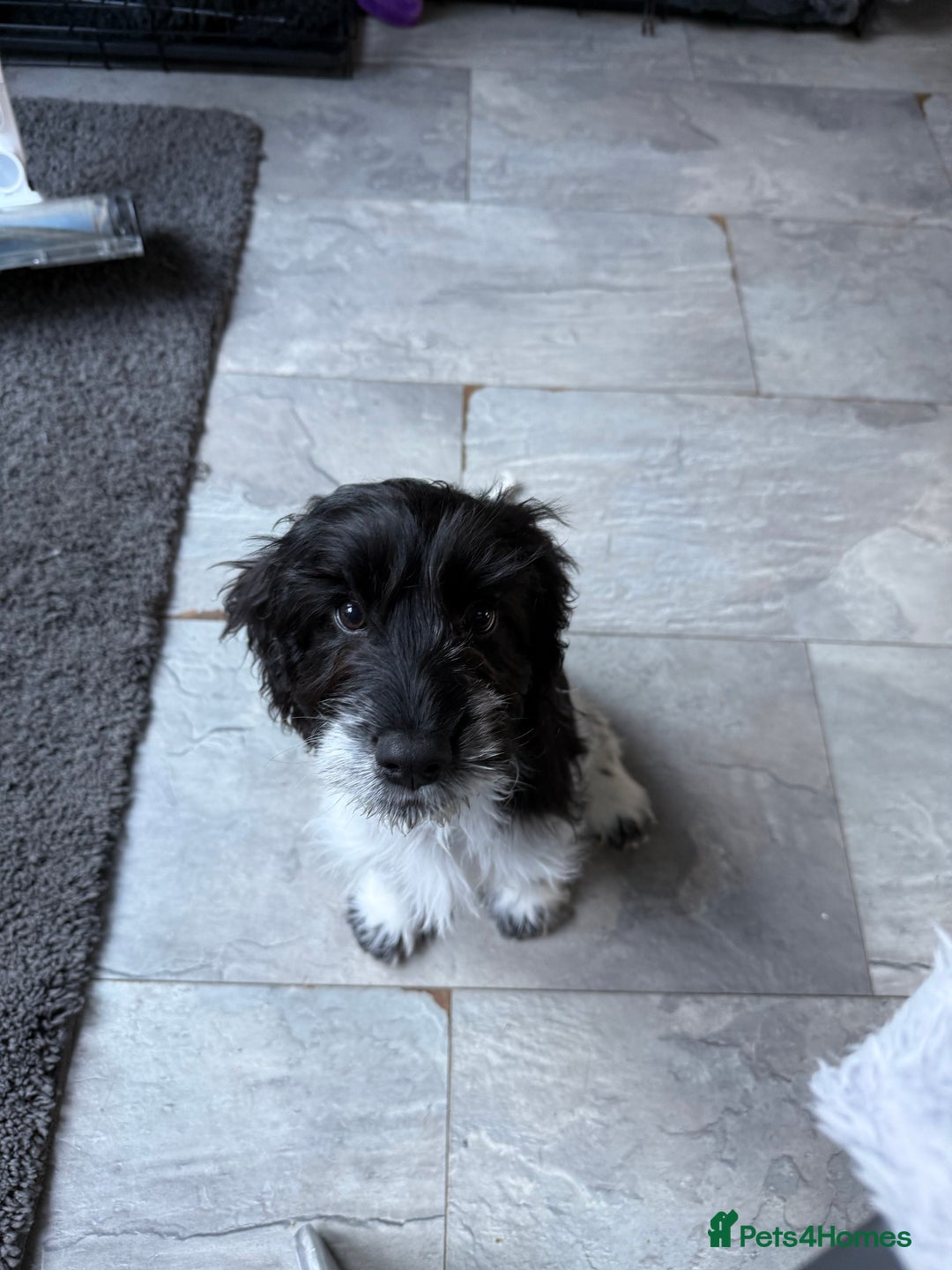 Cockapoo dogs for sale: Puppy - Advert 3