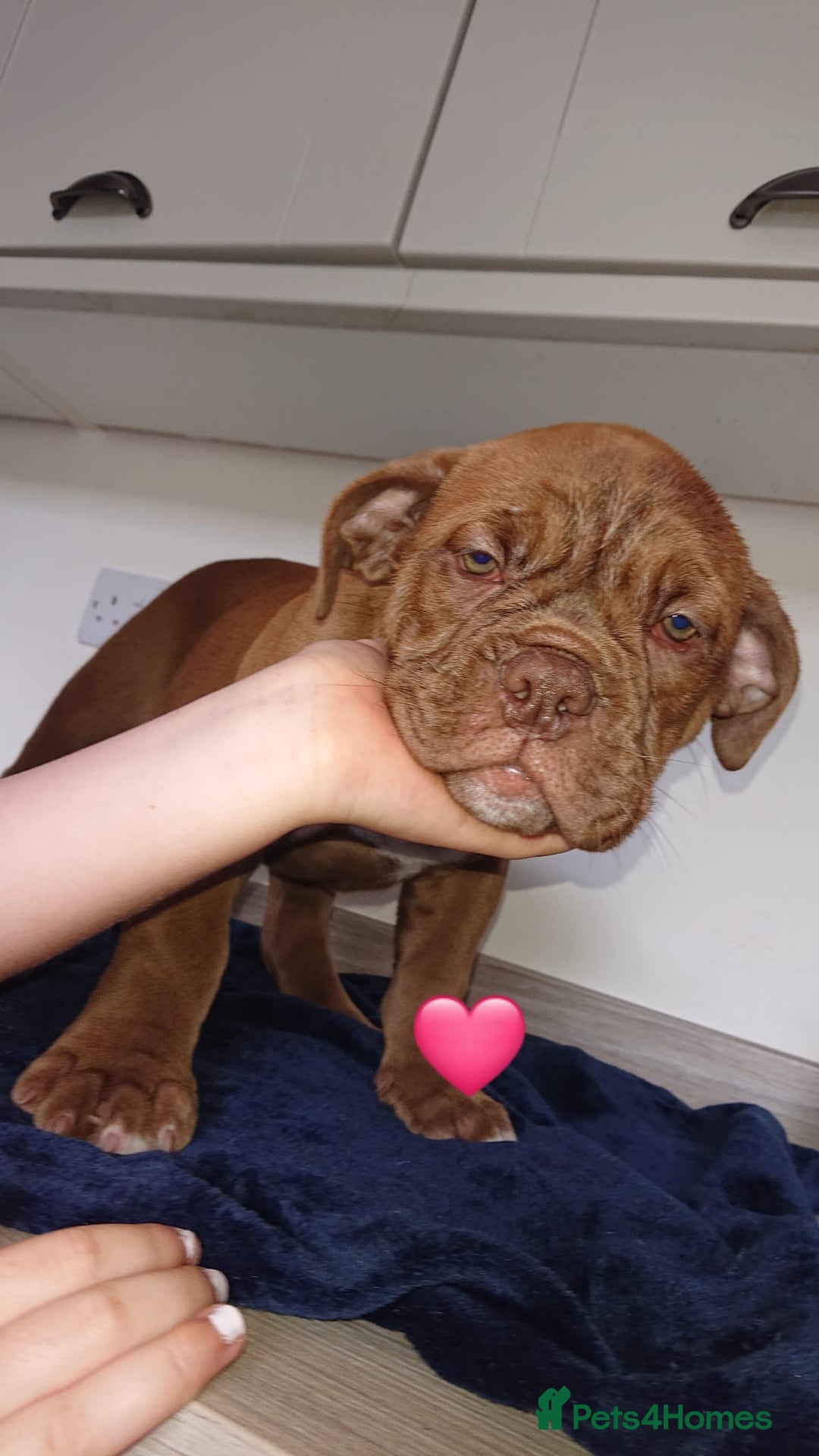 Old Tyme Bulldog dogs for sale: Old Tyme Bulldog pups 9 weeks  - Image 8