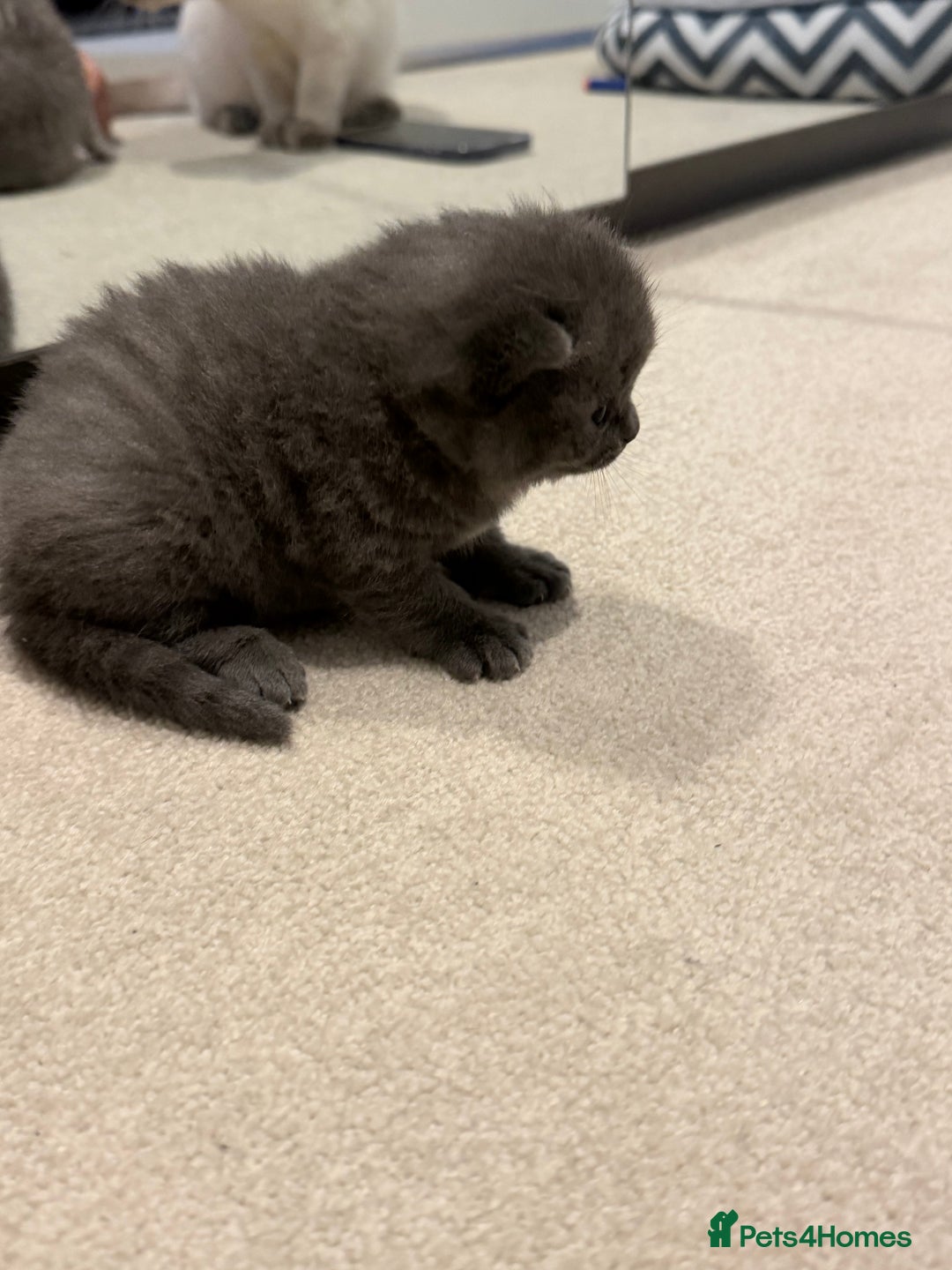 British Shorthair cats for sale: British Shorthair vs Scottish Fold  - Advert 10