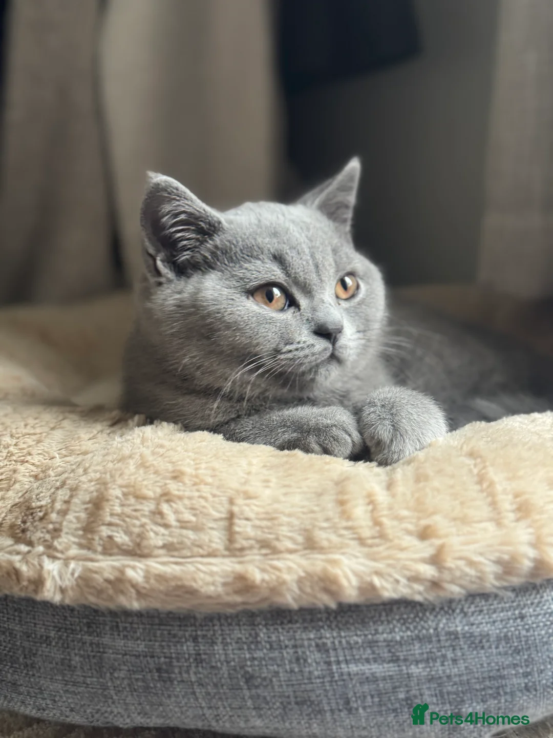 British Shorthair cats for sale: British short hair BOY.  - Advert 4