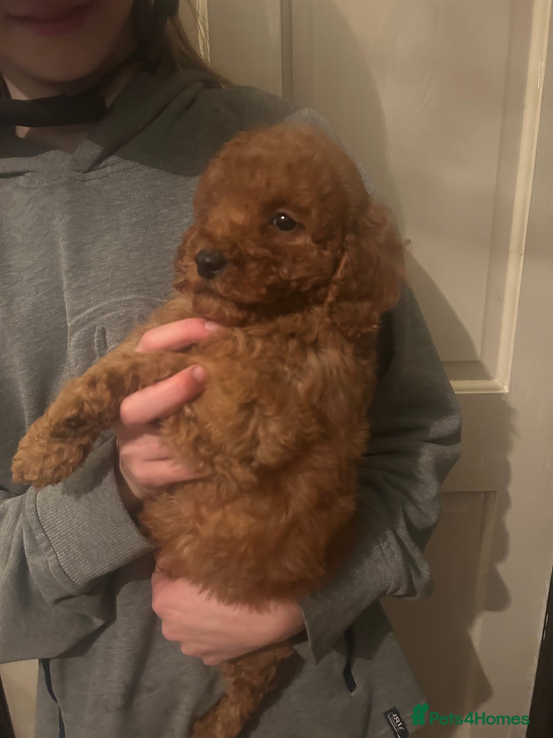 Poodle dogs for sale: Poodle puppies - Advert 4