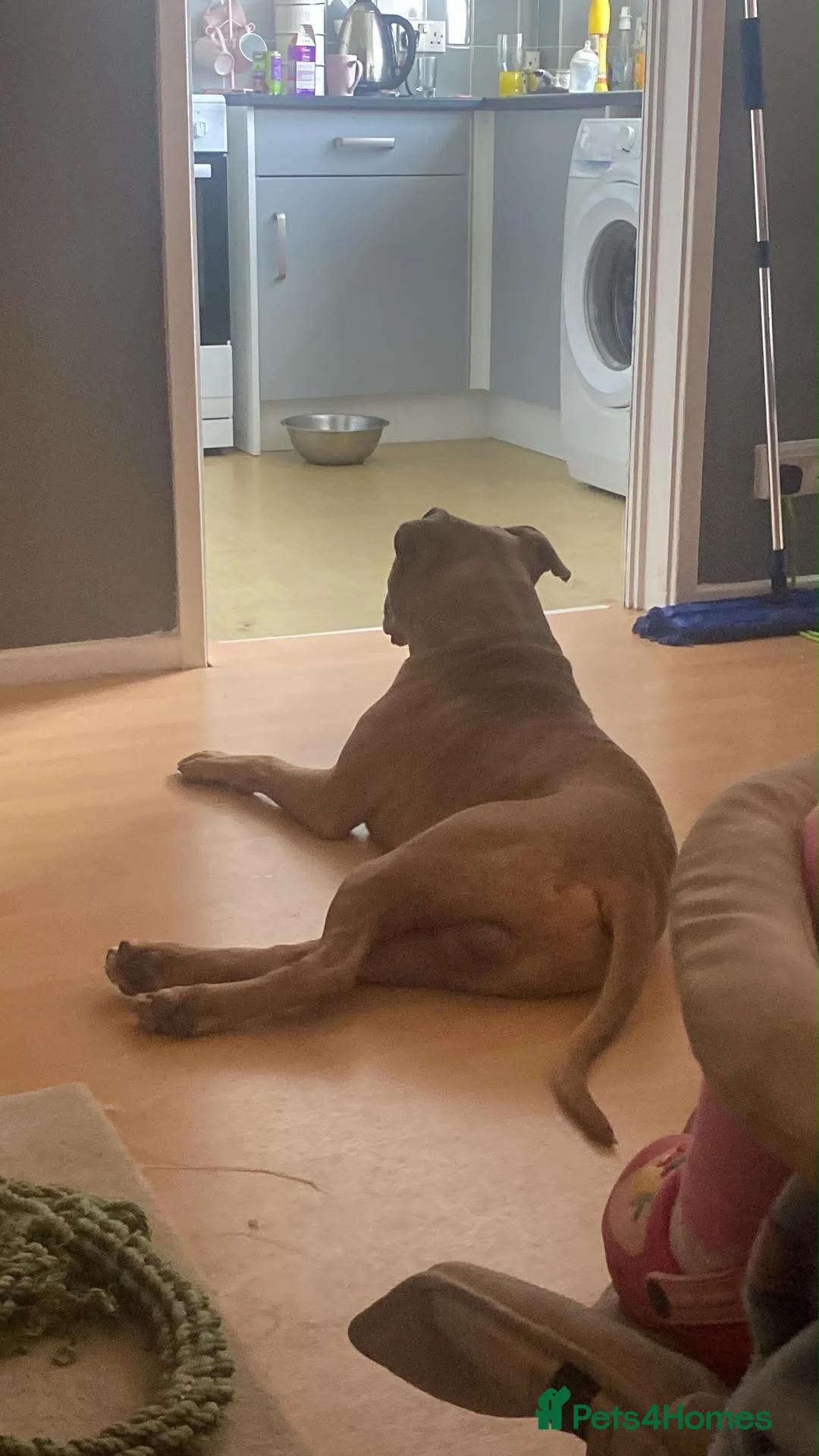 American Bull Staffy dogs for sale: kane american bully  in Cannock - Advert 3