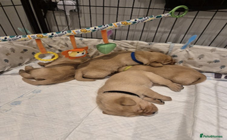 Labrador Retriever dogs - Advert 1