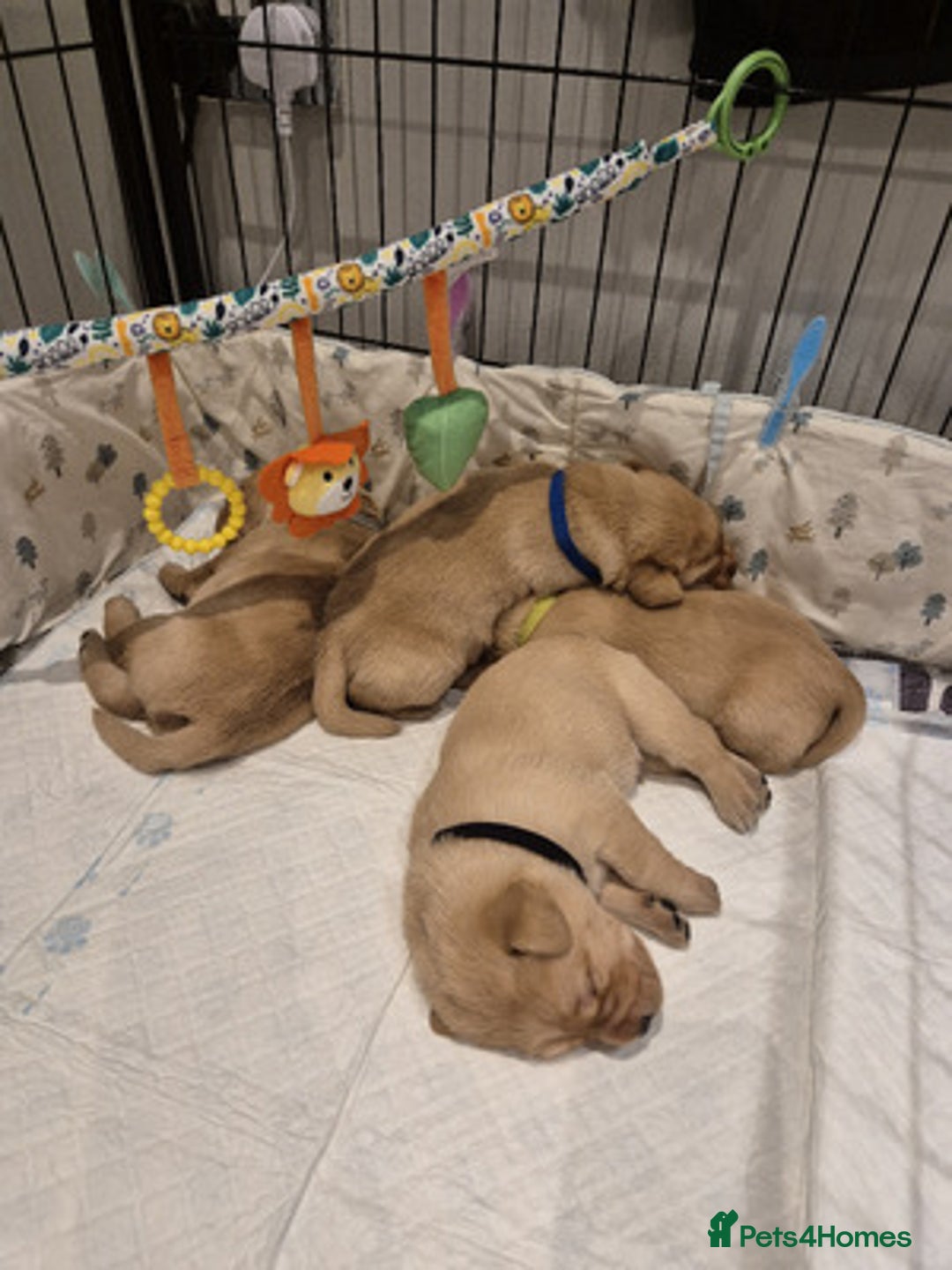 Labrador Retriever dogs for sale: Trainable Labrador Retrievers. - Image 1