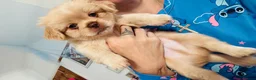 Pekingese dogs for sale: Puppies  in Portsmouth - Advert 10