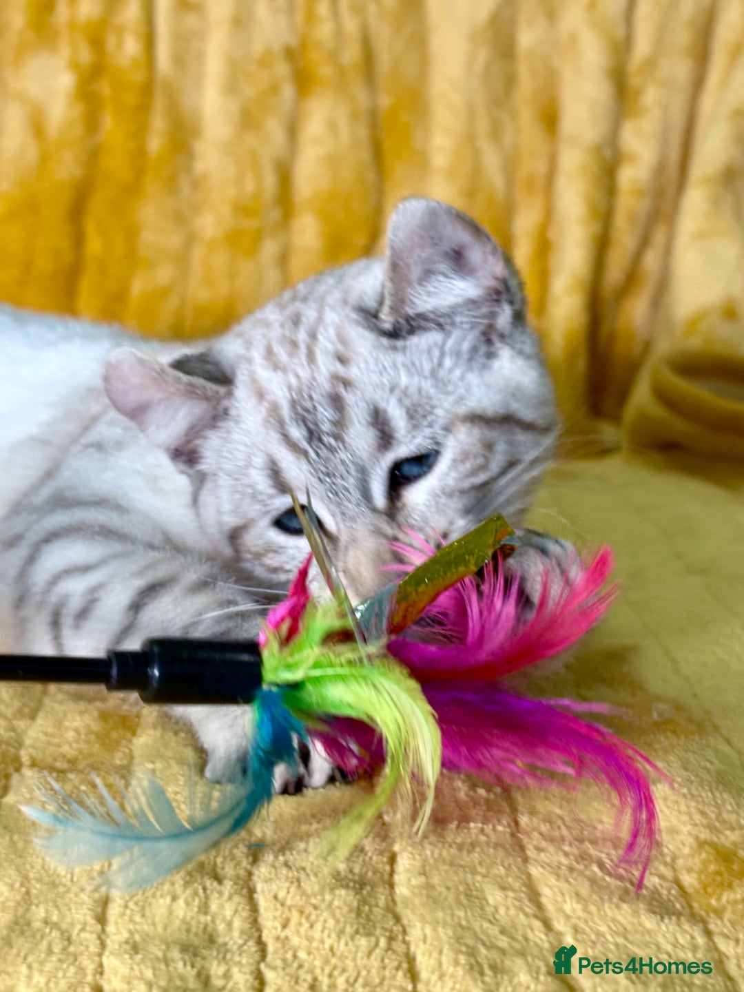 Keetso cats for sale: Superb polydactyl curled eared girl - Advert 12