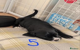Mixed Breed dogs for sale: Cocker Jack Puppies - Image 9
