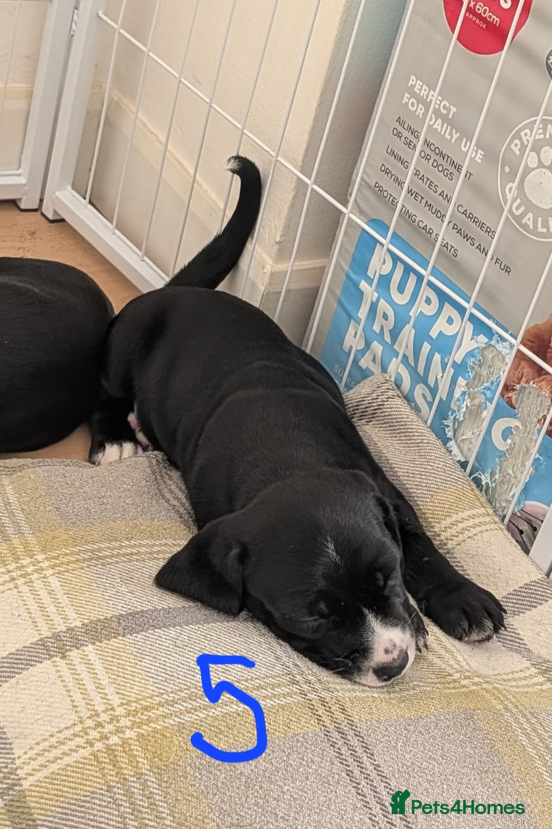 Mixed Breed dogs for sale: Cocker Jack Puppies - Image 9