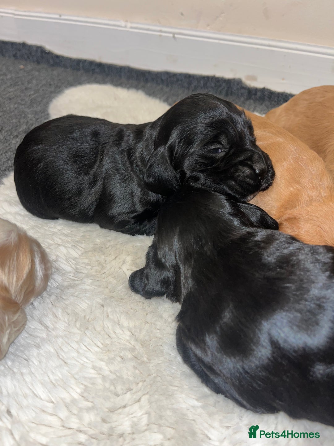 Cocker Spaniel dogs for sale: 8 beautiful cocker spaniel puppy’s  - Advert 10