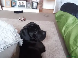 Cane Corso dogs Cane corso - Advert 8