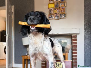 English Springer Spaniel dogs English spring spaniel for stud - Advert 1