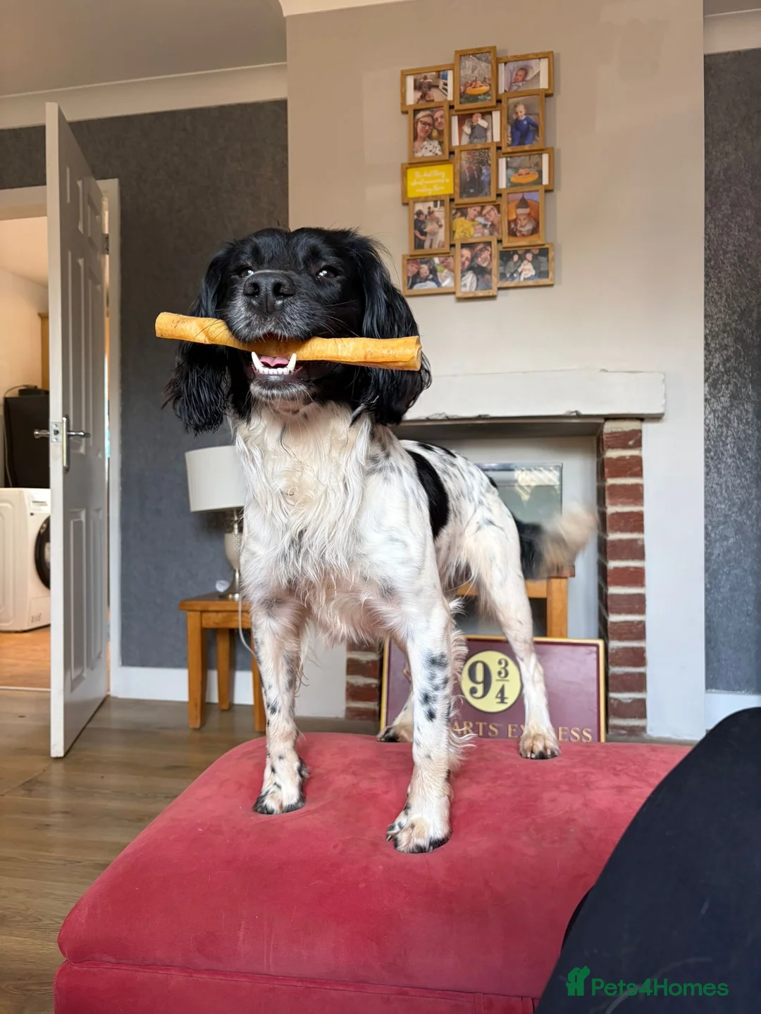 English Springer Spaniel dogs for stud: English spring spaniel for stud  - Advert 1