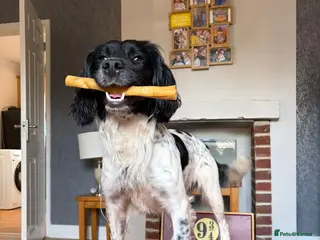 English Springer Spaniel dogs English spring spaniel for stud - Advert 9