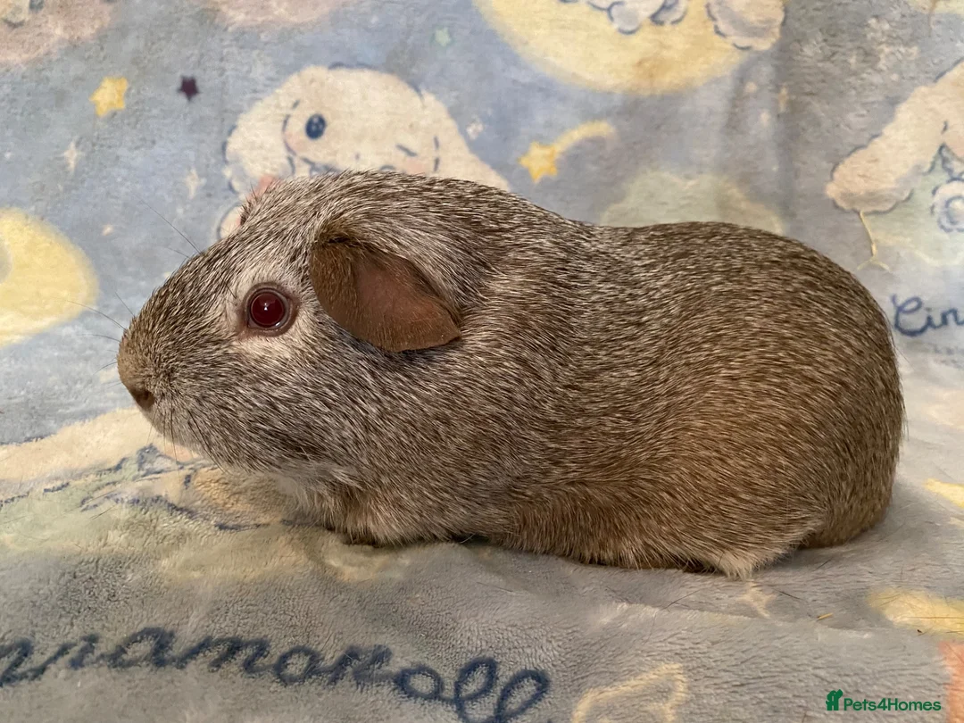 Guinea Pig rodents for sale: Gorgeous baby Guinea pigs - Advert 2