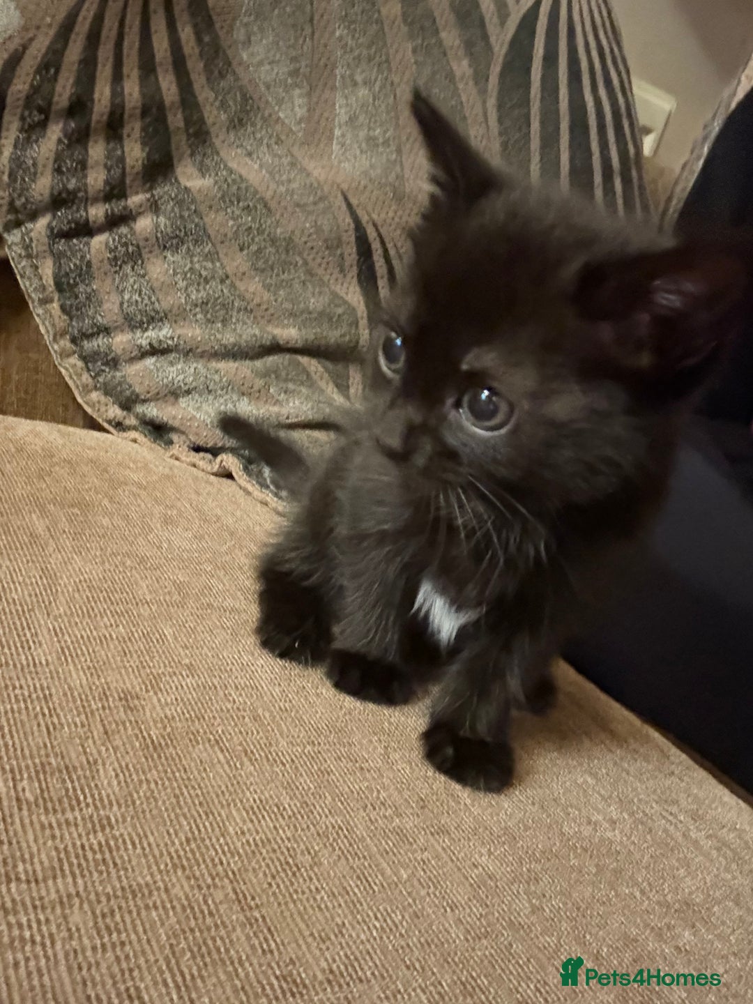 Domestic Shorthair cats for sale: Kitten for sale  - Image 3