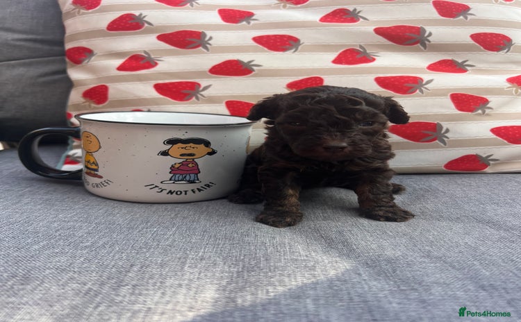 Toy Poodle dogs - Advert 14
