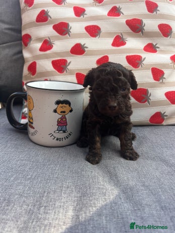 Toy Poodle dogs - Advert 14