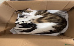 Maine Coon cats for sale: Maine coon / Siberian mix - Image 1