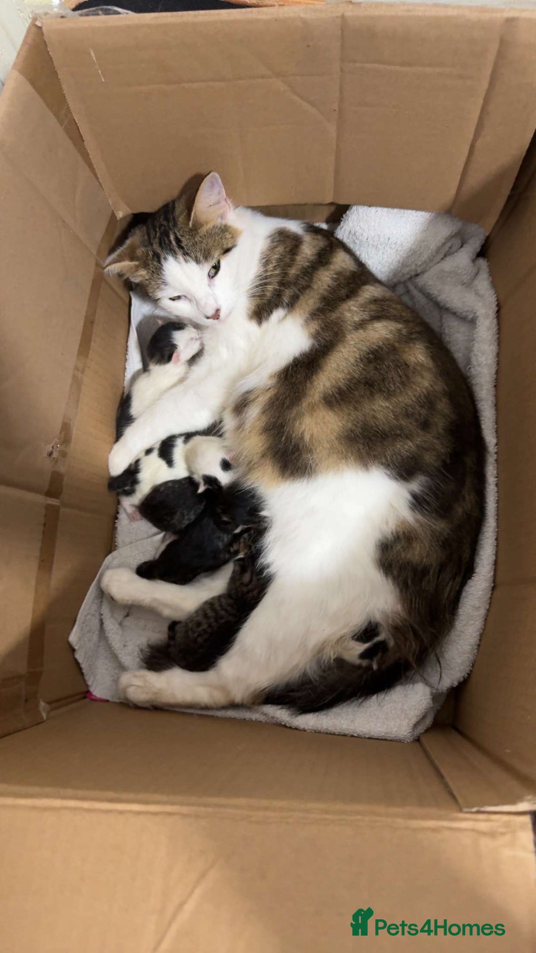 Maine Coon cats for sale: Maine coon / Siberian mix - Image 1