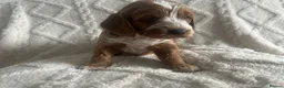 Cockapoo dogs for sale: Ready to leave Cockerpoo Puppies F1 - Advert 22