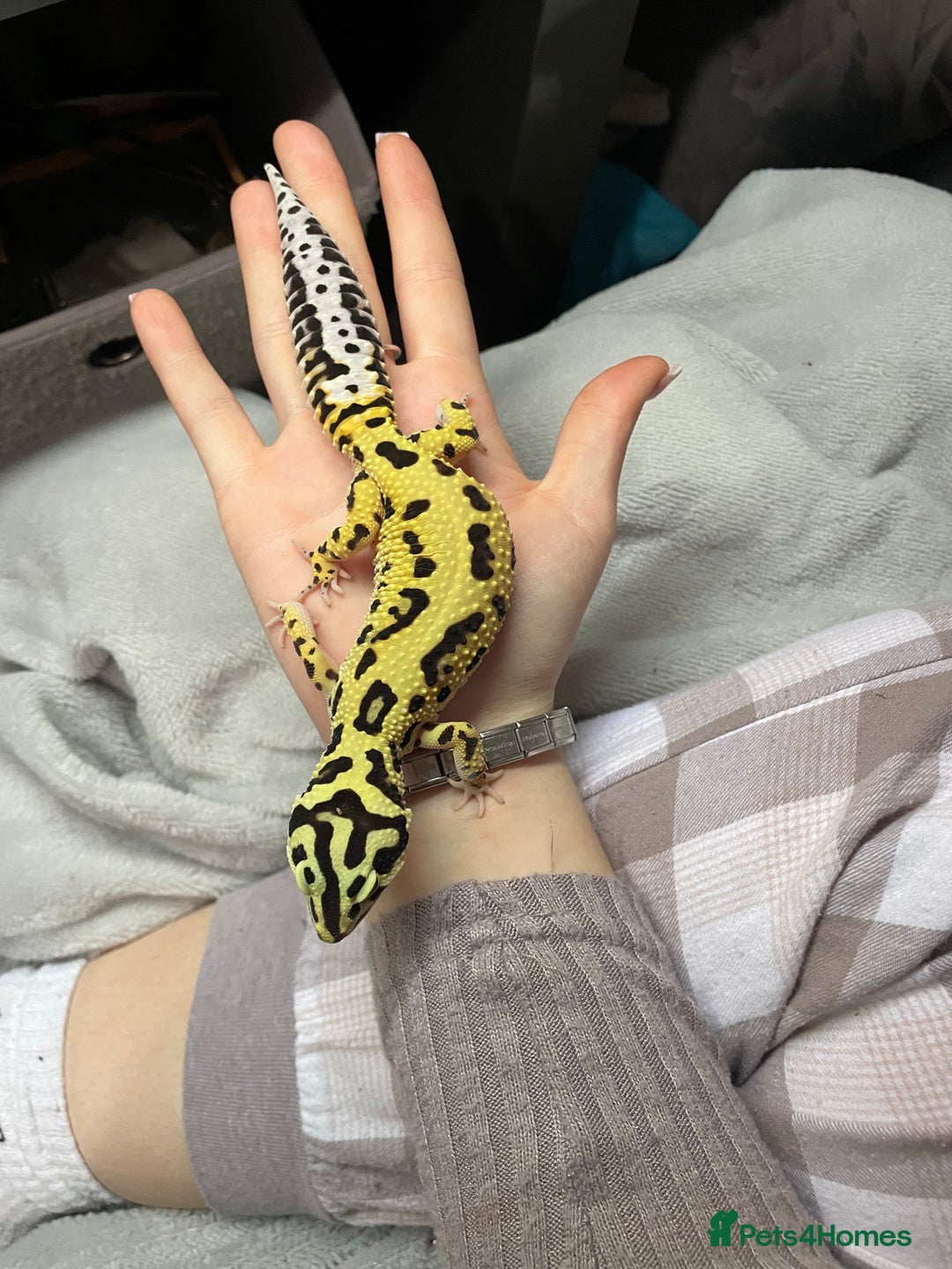 Gecko reptiles for sale: Leopard gecko female  - Advert 6