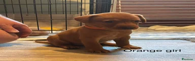Labrador Retriever 6