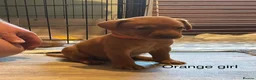 Labrador Retriever dogs for sale: KC registered stunning fox red Labrador puppies   in Llandrindod Wells - Advert 4