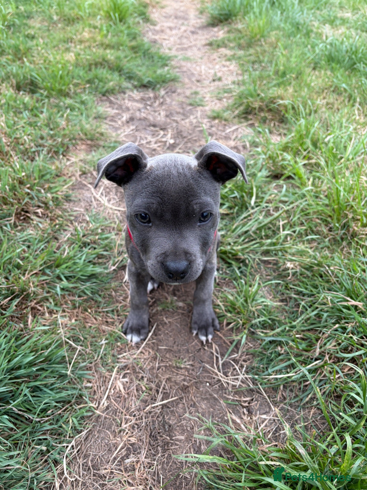 Staffordshire Bull Terrier dogs Female blue Staffordshire bull terrier 13 weeks  - Advert 6
