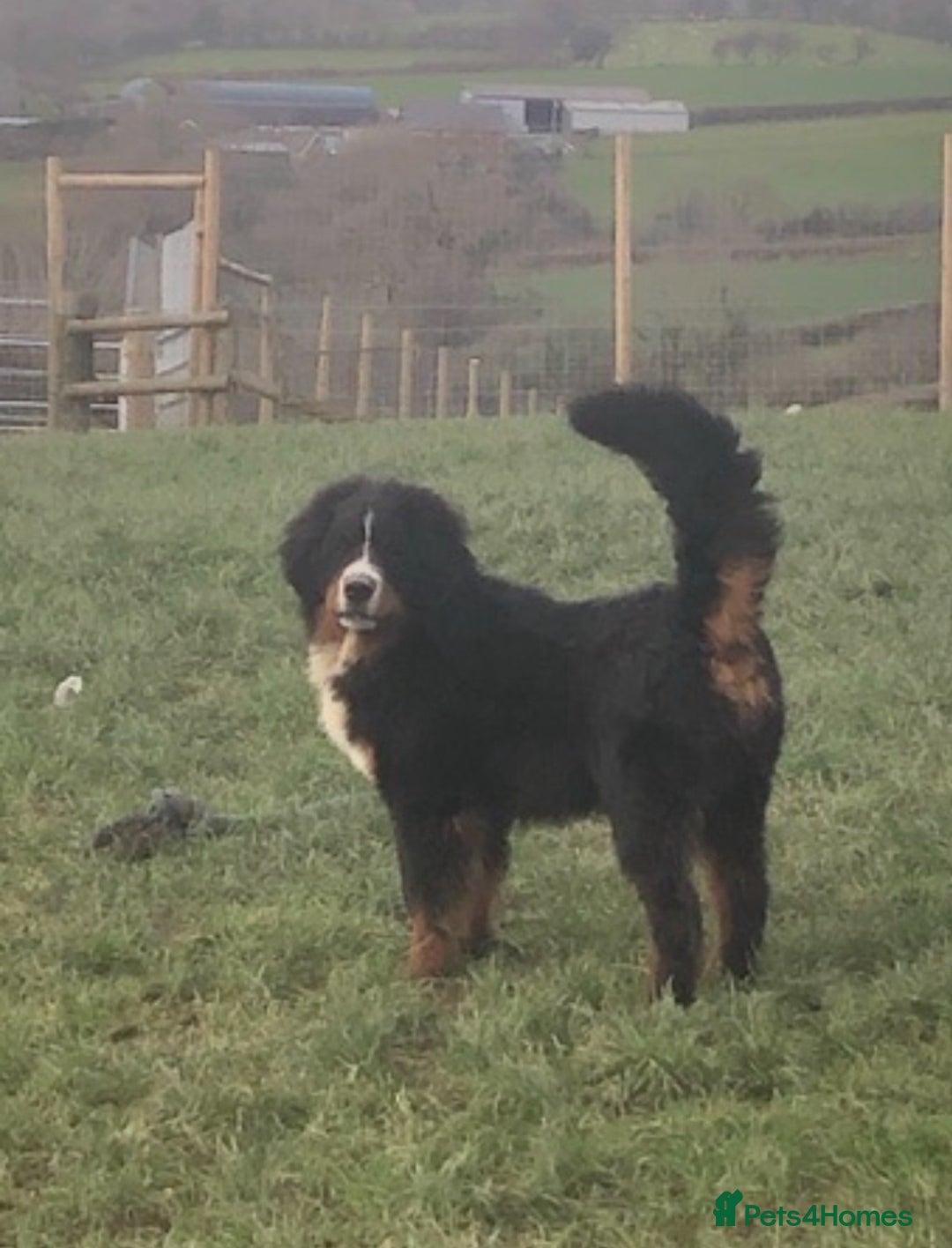 Bernese Mountain Dog dogs for sale: Boys and girls  - Advert 10