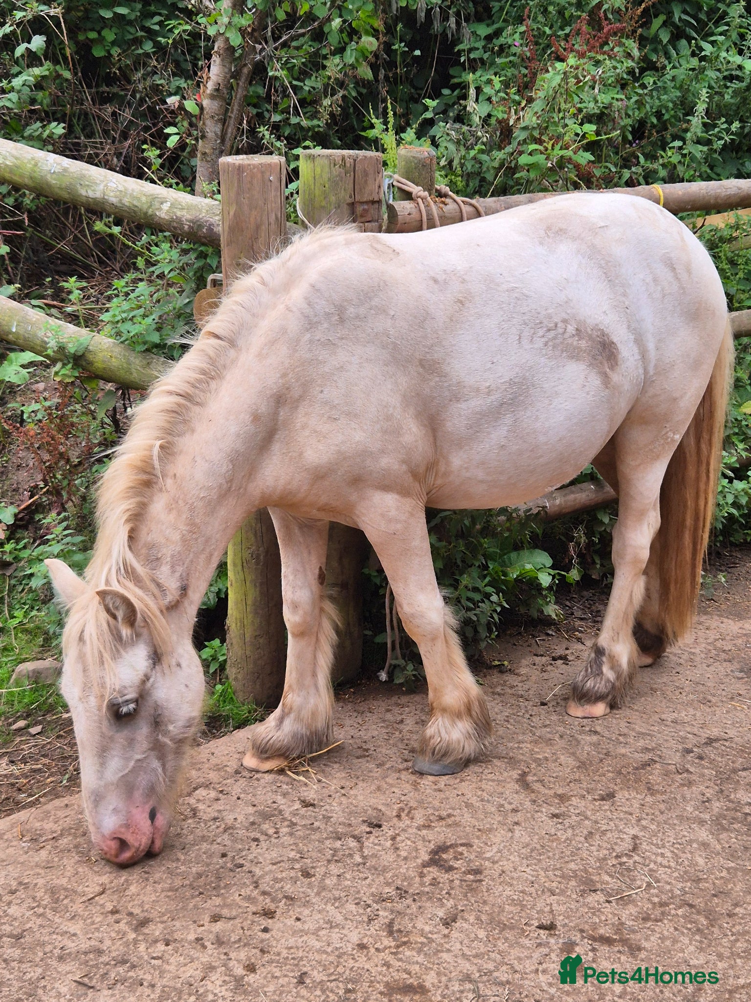 Irish Cob horses Palomino Gelding Rising 3yrs in July.   - Advert 11
