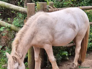Irish Cob horses Palomino Gelding Rising 3yrs in July. - Advert 4
