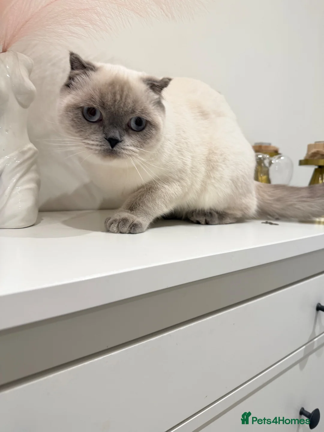 Scottish Fold cats for sale: Female kitten for sale  - Advert 2