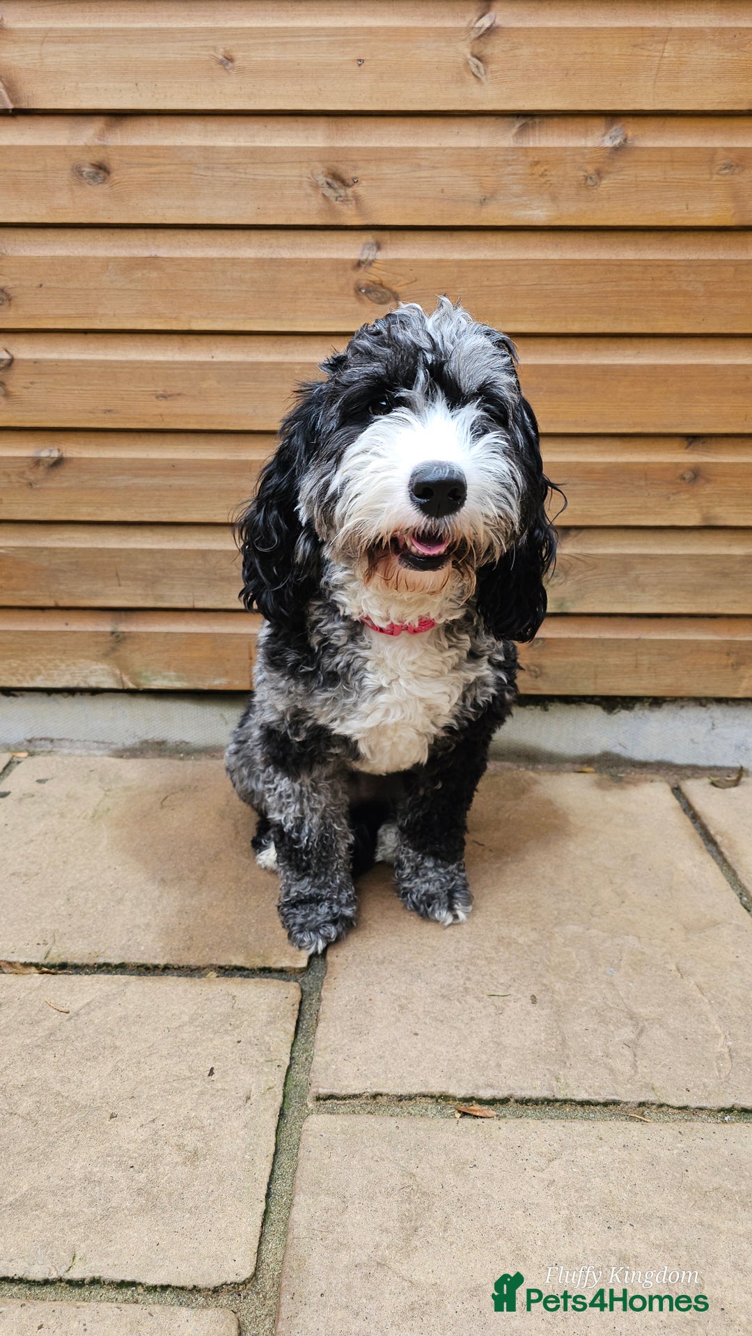 Cavapoo dogs for sale: STUNNING FULLY HEALTH TESTED F1B CAVAPOO  - Advert 5