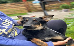 Mixed Breed dogs for adoption: 💙🐶 OLCHIK 🐶💙 - Image 11