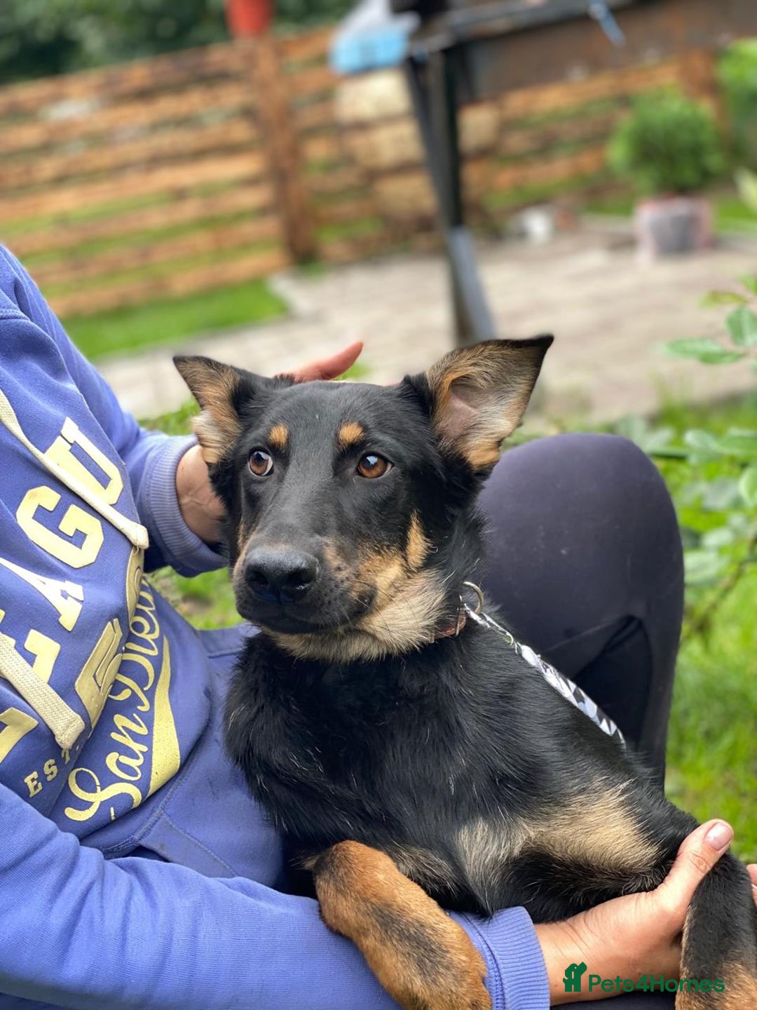 Mixed Breed dogs for adoption: 💙🐶 OLCHIK 🐶💙 - Image 11