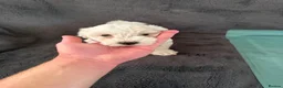 Bichon Frise dogs for sale: 5 bichons frise for sale - Advert 3