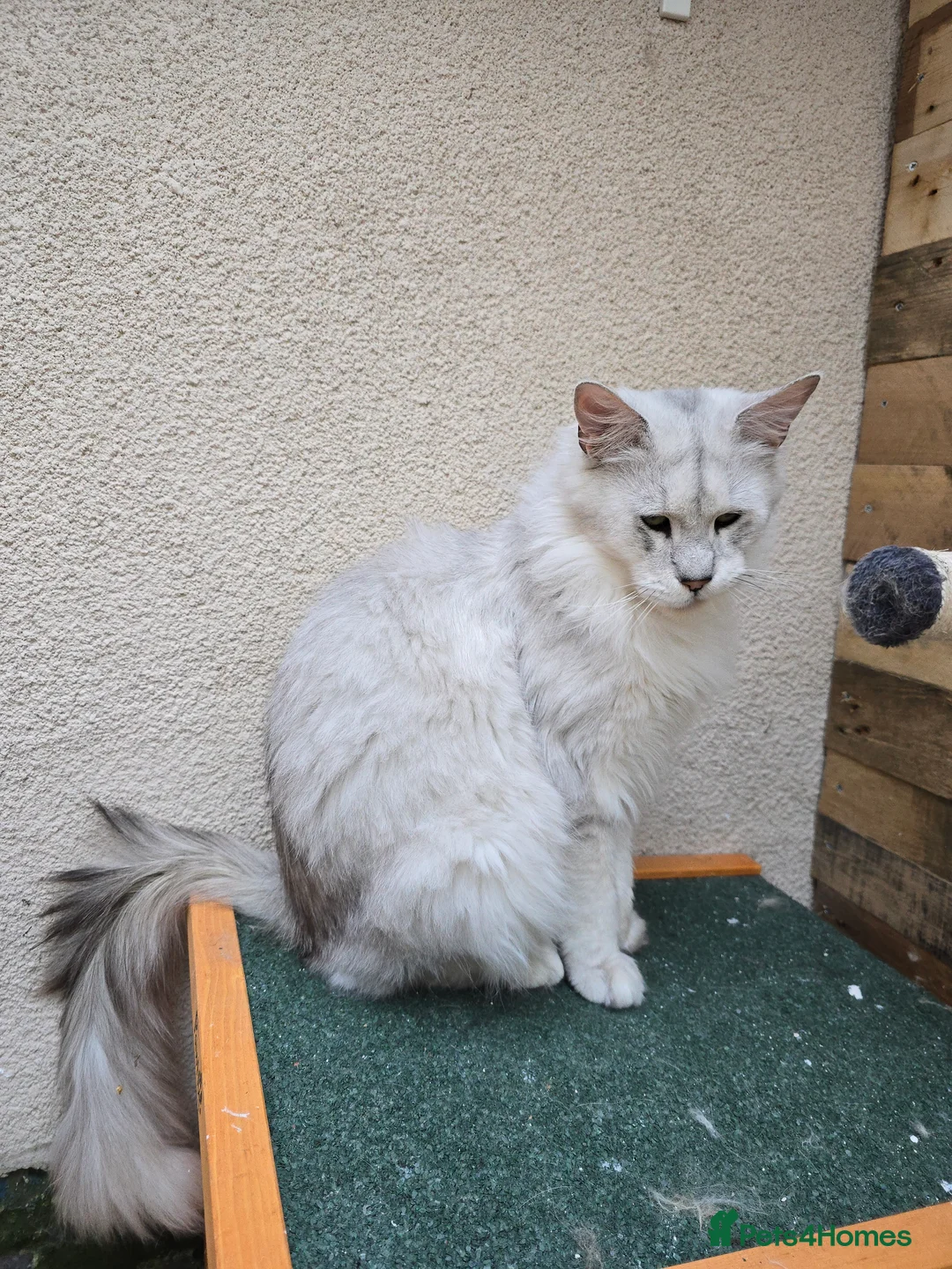 Maine Coon cats for stud: Black Shaded Maine Coon Large Imported in Hull - Advert 8